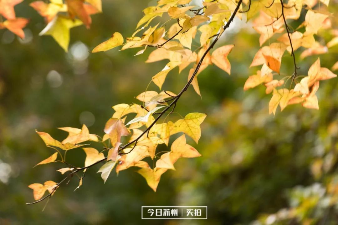 _YYF0420.jpg