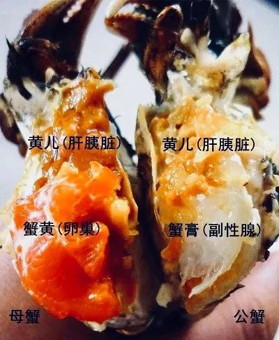 阳澄湖大闸蟹最好吃的地方（附食用禁忌）