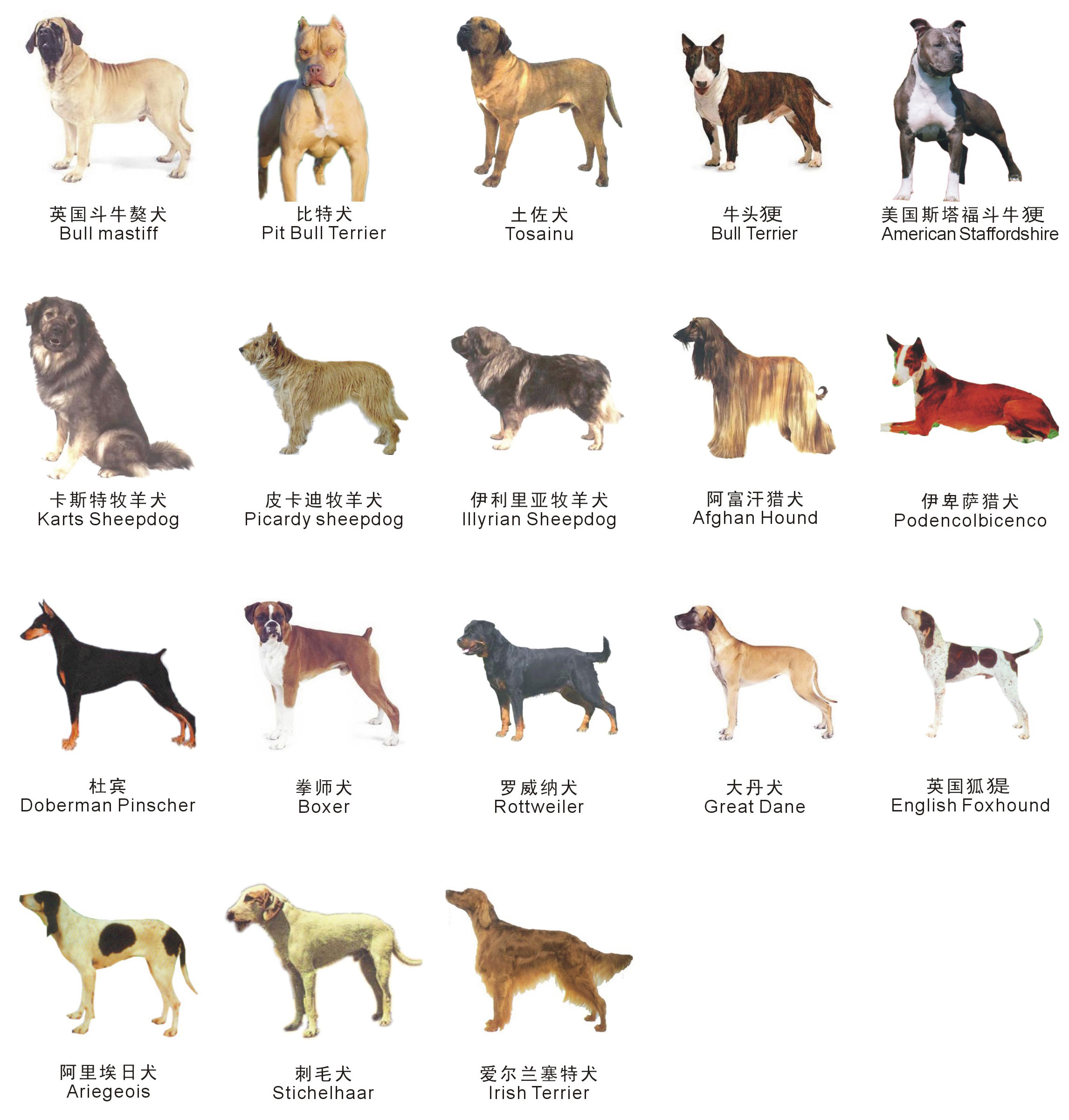 中华田园犬12个品种图（中国土狗都有哪几个品种） - 翻百科
