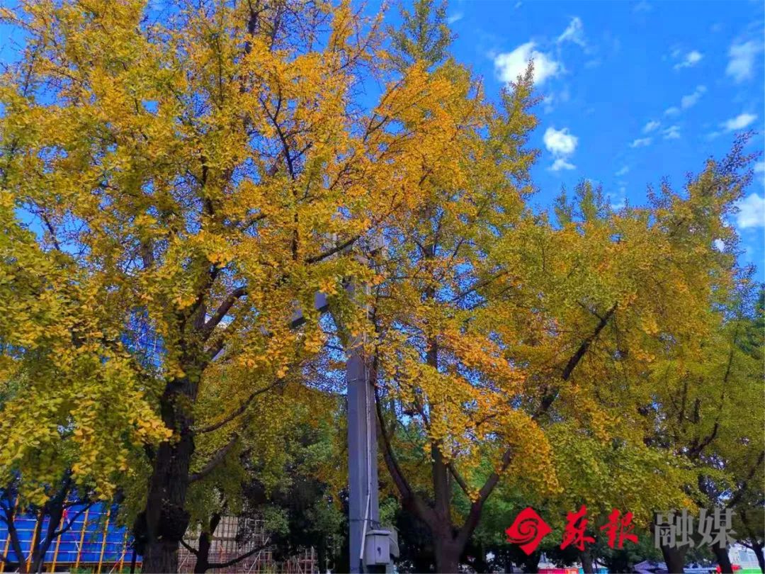苏州秋天最美的20条路 - 游在苏州 - 旅游 - 姑苏网