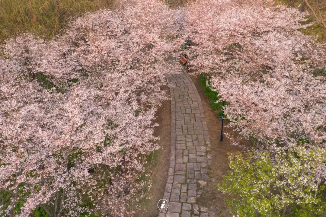 苏州仙樱湖公园樱花节图片