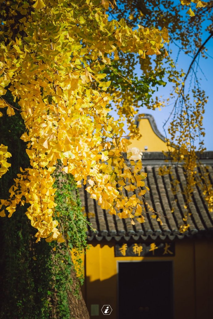 建议自驾前往,导航至太平禅寺地址:相城区太平老街苏州自古多银杏