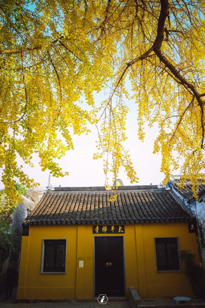 建议自驾前往,导航至太平禅寺地址:相城区太平老街苏州自古多银杏